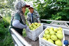 高速公段是雄安新区“四纵三横”区域高速公网